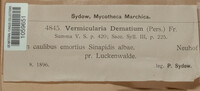 Colletotrichum dematium image